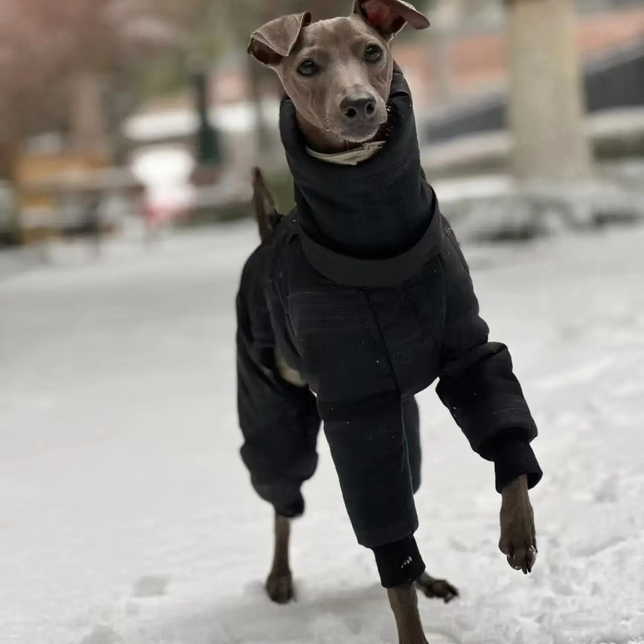 Windproof winter coat